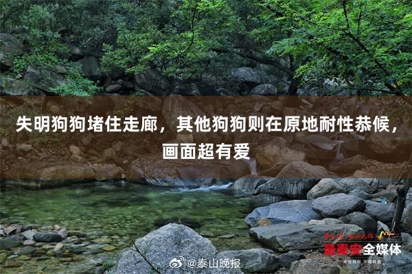 失明狗狗堵住走廊，其他狗狗则在原地耐性恭候，画面超有爱